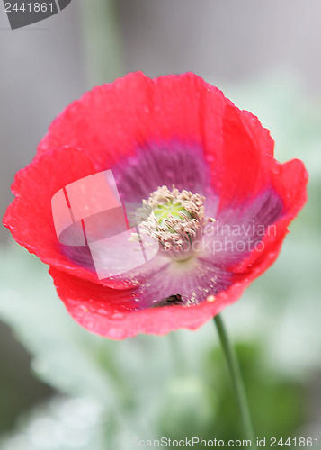 Image of Poppy