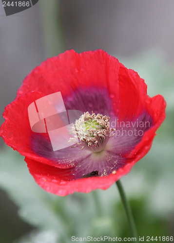 Image of Poppy