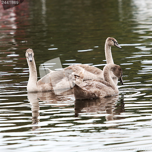 Image of Three Cygnets