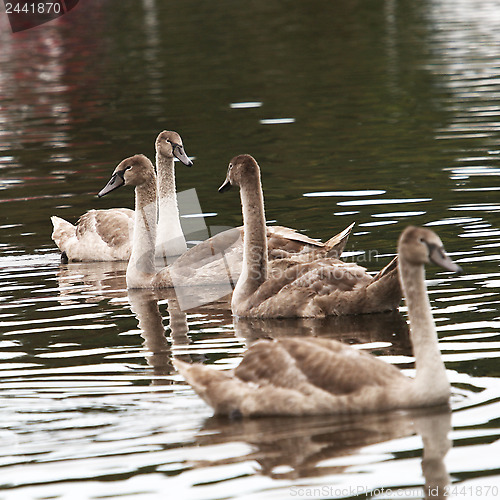 Image of Cygnets