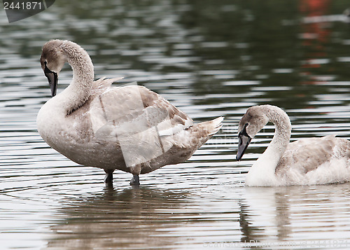 Image of Two Cygnets