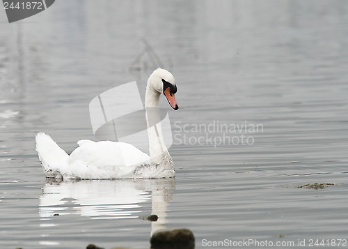 Image of A Swan