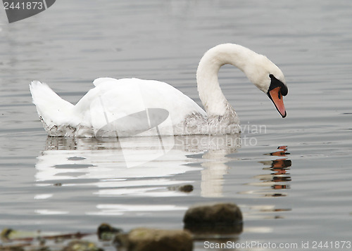 Image of A Single Swan