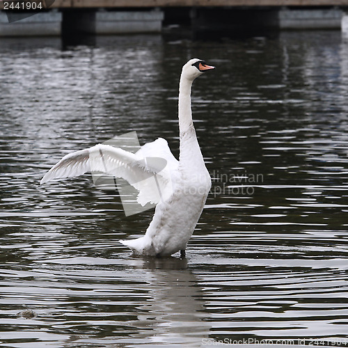 Image of Swan