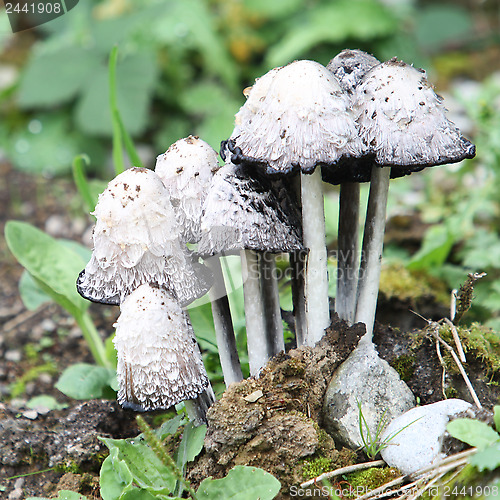 Image of A Family of  Mushrooms