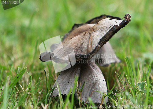 Image of Mushroomed