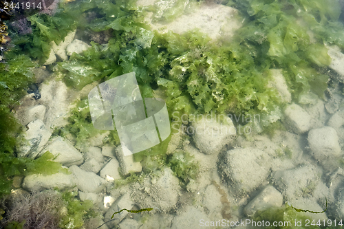 Image of seaweed