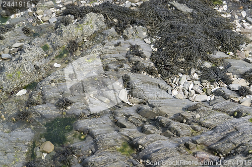 Image of algae and rock formation