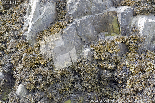 Image of algae and rock formation