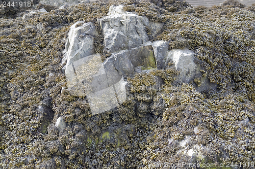 Image of algae and rock formation