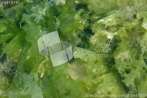 Image of seaweed