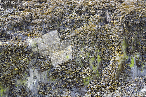Image of algae and rock formation