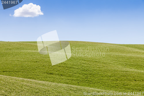 Image of Green field in Tuscany
