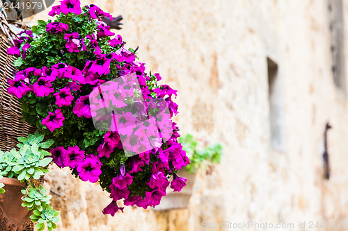 Image of Tuscan flowers