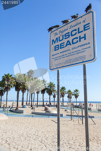 Image of Muscle Beach