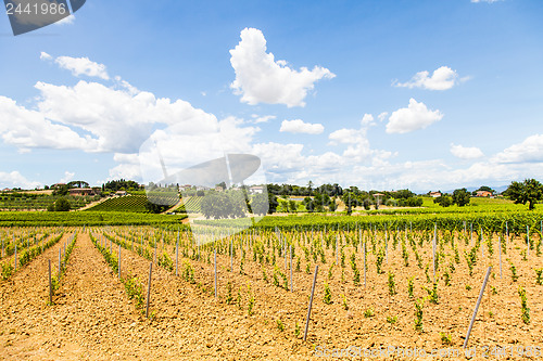 Image of Tuscany Wineyard