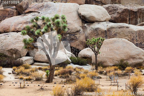 Image of Joshua Tree