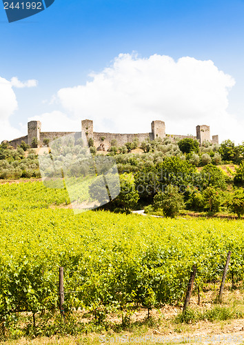 Image of Wineyard in Tuscany