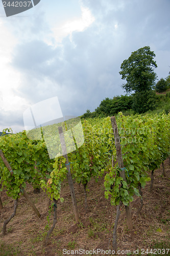 Image of Alsace landscape and vinewyard