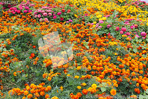 Image of beautiful flower of tagetes and many others