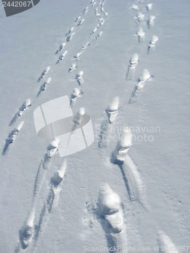 Image of Outgoing people and traces on a snow