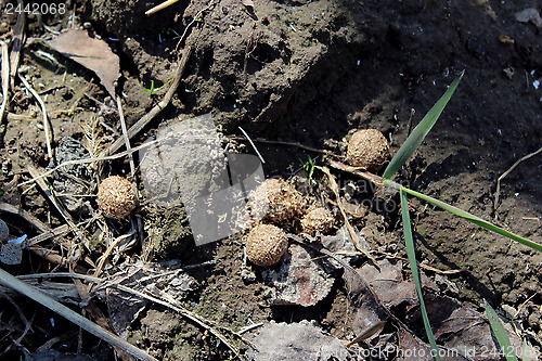 Image of hare's dungs on the ground