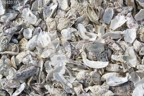 Image of oyster shells