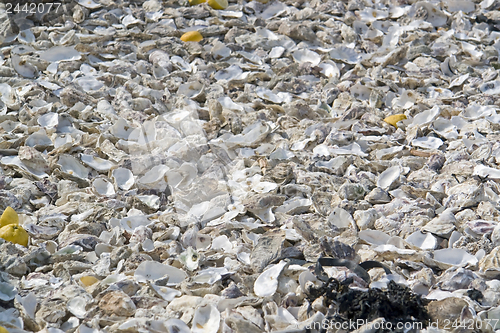 Image of oyster shells
