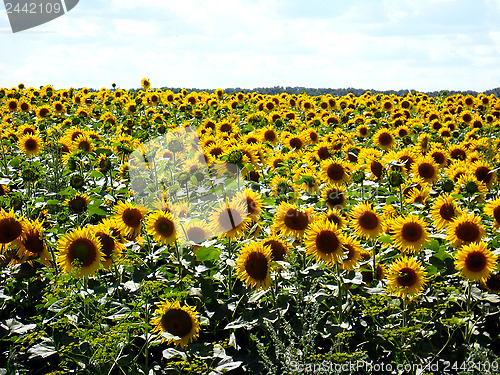 Image of Field with sunflowers