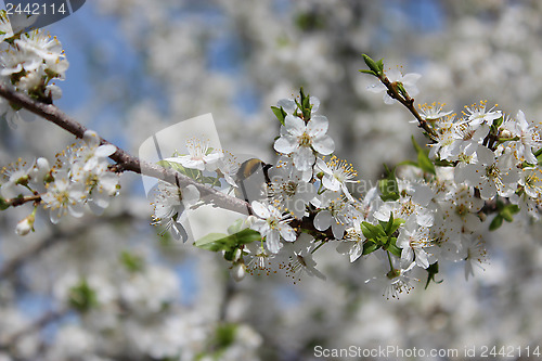 Image of Bumblebee on the blossoming tree of plum