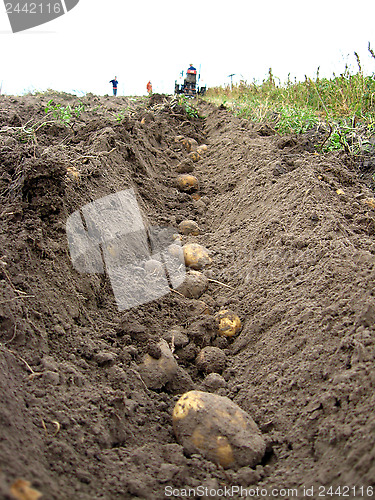 Image of Process of harvesting of a potato