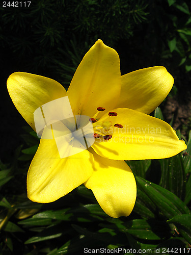 Image of beautiful lellow flower of lily