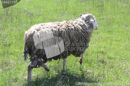 Image of ram running on the green grass