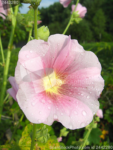 Image of beautiful flower of pink mallow