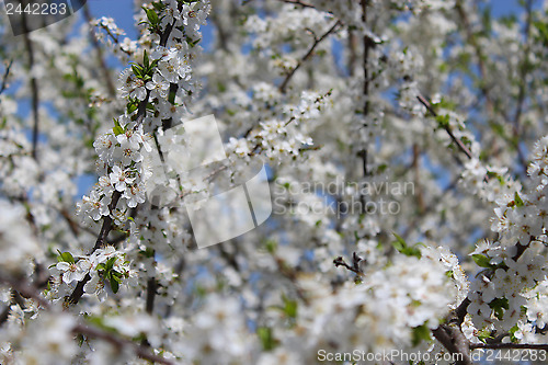 Image of Blossoming tree of plum