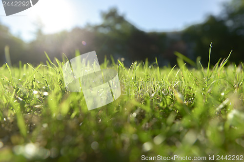 Image of Fressh green Grass outdoors