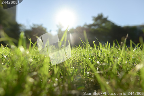 Image of Fressh green Grass outdoors