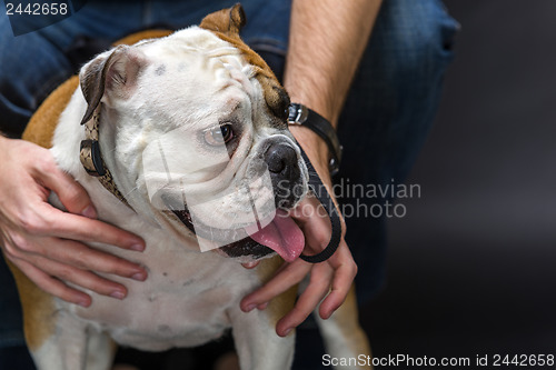 Image of Young bulldog in studio