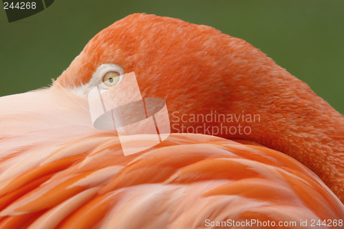 Image of Pink Flamingo