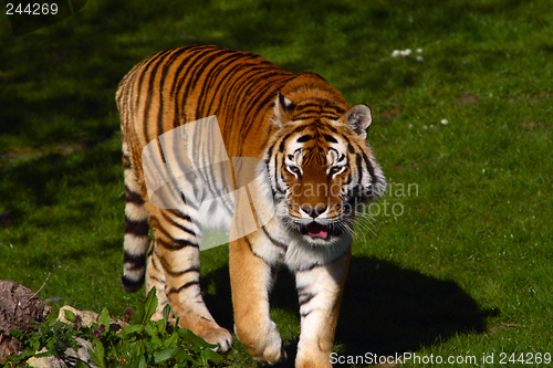 Image of Siberian Tiger