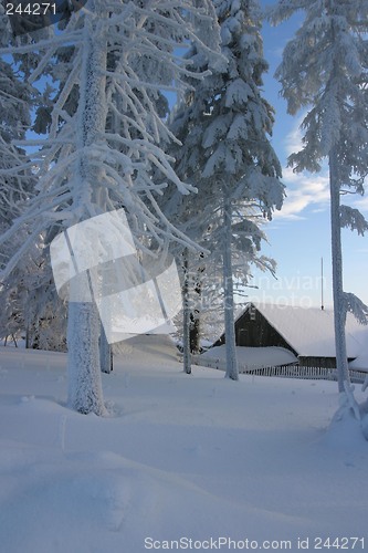 Image of winter