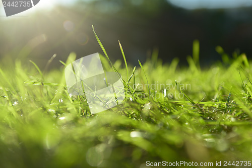 Image of Fressh green Grass outdoors