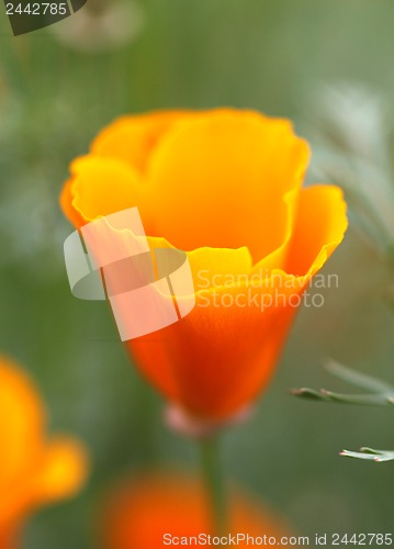 Image of orange flower eshsholtsiya