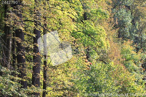 Image of Autumn yellow forest green