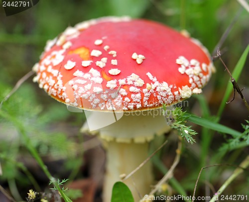 Image of big red fly agaric