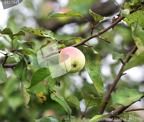 Image of Apple hanging on a tree branch