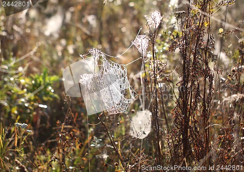 Image of Spider web with drops