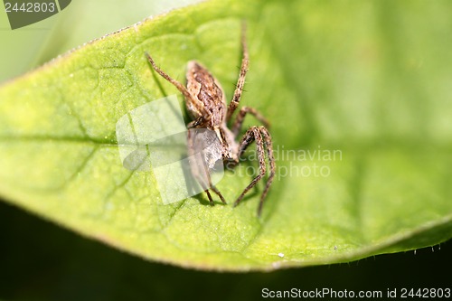 Image of A small brown spider