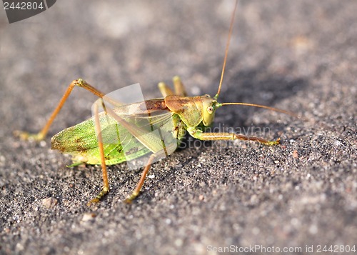 Image of Large green grasshopper locust