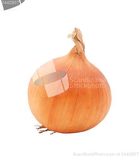 Image of Whole white onion
